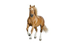 Palomino horse galloping with flowing mane on transparent background