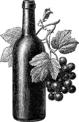 Poster - Vintage wine and grape composition with elegant border for design