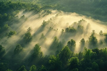 Fototapete - Sunlight filters through morning mist over lush green forest canopy creating beams of light in scenic natural environment