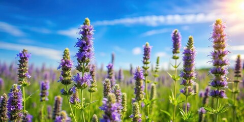 Wall Mural - A close-up shot of delicate Hyssop flowers blooming in a lush green meadow with a soft blue sky above, nature, bloom,  nature