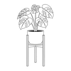 Poster - Monstera plant in a pot on a stand isolated on white background
