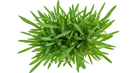Fototapete - A close up shot of fresh green grass blades covered with water droplets on a white background view from above