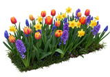 Vibrant spring garden display featuring tulips daffodils hyacinths and grape hyacinths against black