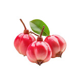 Delicious Garcinia Fruits: A close-up studio shot captures the vibrant allure of ripe garcinia fruits, their crimson skins glistening under the light, alongside a fresh green leaf.