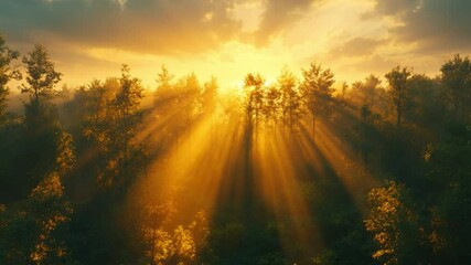 Poster - Golden Hour Forest: Sun rays pierce through the canopy of a misty forest at sunrise, creating a magical and serene atmosphere.