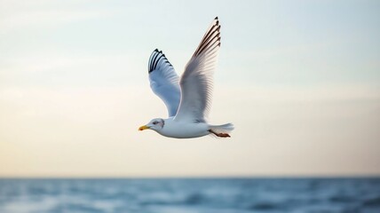 Aufkleber - A seagull glides gracefully above tranquil blue waters during a sunset, wings outstretched.