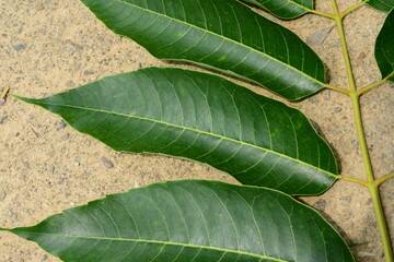 ailanthus altissima var. vilmoriniana - korean tree of heaven with rough bark, compound leaves and g