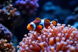 clownfish and anemone under radiant glow, crimson tones, photo use, 4k sharp professional photo.