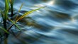 © MDTOUFICKAHAMAD - Green grass blades emerge from flowing water surface in nature