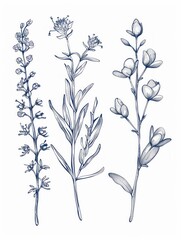 Poster - Minimalistic line art of Botanical wall art