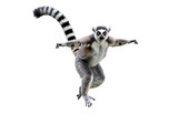Ring-Tailed Lemur in Mid-Leap: A Striking Wildlife Pose on transparent background