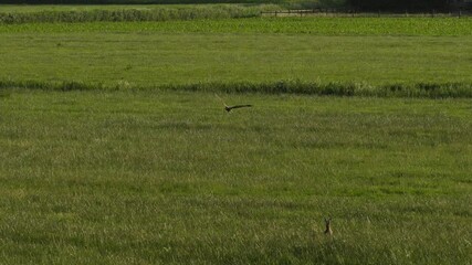 Wall Mural - Harrier gliding low over a green meadow in Sint Laurens nature reserve, Netherlands