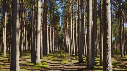 Aufkleber - Tall pine tree forest with sunlight filtering through green moss, tranquil atmosphere, peaceful nature, woodland outdoor