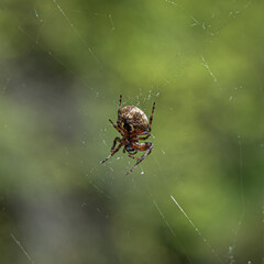 Wall Mural - Montana Spider in web