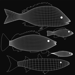 Poster - Set fish arranged in a line on a black background, each with a unique shape and size. A white wireframe overlay highlights their forms, creating a striking contrast against the dark backdrop.