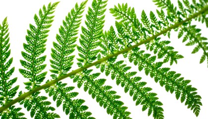 Poster - close-up shot of a vibrant green fern leaf with its intricate pattern detail. The fern's delicate structure is beautifully highlighted