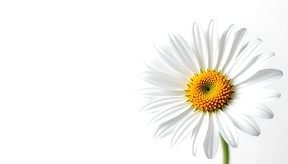 Poster - a vibrant daisy flower, with its bright yellow center and pristine white petals, is captured in a close-up shot
