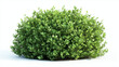 © Vitor - pequeno arbusto verde isolado
