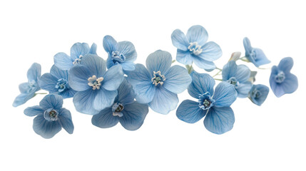 Poster - Pale blue forget-me-not cluster Transparent background, PNG file