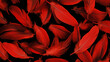 © Vitor - textura perfeita - penas vermelhas vistas de cima em fundo preto