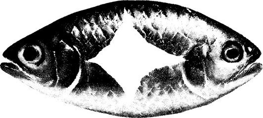 Poster - High contrast black and white fish scale fragment for creative design projects