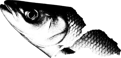 Poster - High contrast black and white fish scale fragment design for print