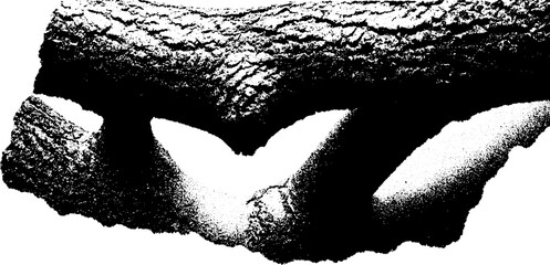 Poster - Gnarled tree bark art in high contrast black and white for nature design