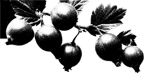 Poster - High contrast gooseberry branch in black and white for botanical art and prints