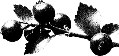 Poster - High contrast black and white hawthorn berry on twig design for prints and posters