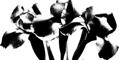 Poster - High contrast black and white iris bouquet for modern abstract design