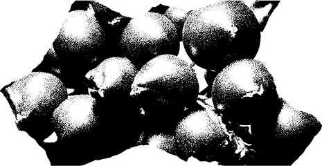 Poster - High contrast black and white juniper berry cluster for artistic design
