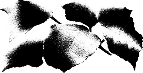 Poster - High contrast black and white leaf vein pattern for botanical design