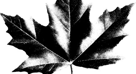 Aufkleber - High contrast black and white maple leaf skeleton for artistic design