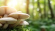 © svastix - A cluster of mushrooms delicately illuminated by soft sunlight filters through the trees, creating a serene and enchanting forest scene that invites tranquility.