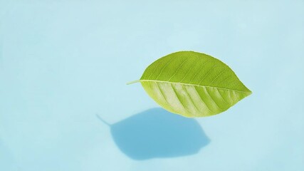 Poster - Leaf's Serene Presence: A single, vibrant leaf casts a shadow on a smooth, cool blue surface, creating a tranquil scene that evokes feelings of calm.