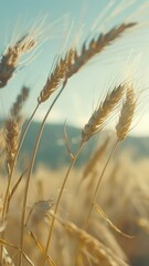 Poster - Close-up view of wheat plants growing in a field, ideal for agricultural or nature-related concepts