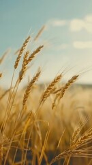 Poster - Agricultural landscape with wheat and a clear blue sky