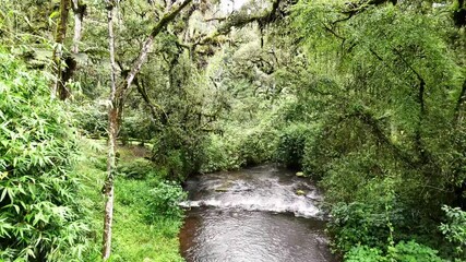 Wall Mural - scenic view of a river winding through the dense, green canopy of mau forest in kericho, kenya