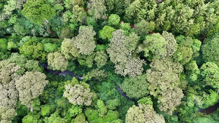 Wall Mural - aerial view of mau forest in kericho, kenya, revealing a mosaic of green and light-toned trees