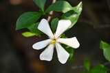 クチナシ　Gardenia