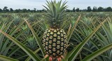 Focus View of Fresh Pineapple Plantation in Tropical Farm Land
