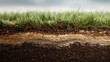 © Photo Hub - Grass growing on soil with visible layers.