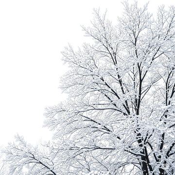 Snow covered tree branches isolated on transparent background