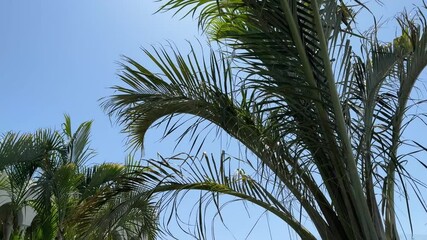 Green coconut palm tree leaves texture blue sky background closeup, palm leaf decoration, palm branch frame, exotic foliage pattern, tropical island sea beach, summer holidays, vacation, travel banner