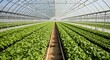 © nan2g - 持続可能な食料生産を支えるビニールハウス