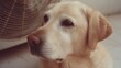© fotogurmespb - Golden Labrador gazes wistfully beside a spinning fan, evoking Dog Appreciation Day and the hidden Zen of summer breezes