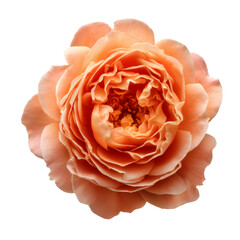 Poster - beautiful peach rose flower with layered petals, showcasing delicate textures and vibrant colors, perfect for floral arrangements or nature themed designs