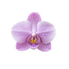 Poster - beautiful purple orchid flower with water droplets, showcasing its delicate petals and vibrant colors, perfect for nature lovers and floral enthusiasts