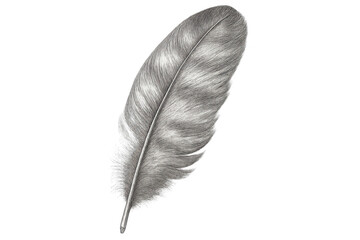 Poster - Detailed pencil drawing of a single gray feather isolated on a transparent background, ideal for graphic design projects