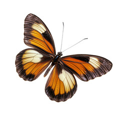 Poster - vibrant butterfly with orange and black wings, showcasing intricate patterns and delicate features, gracefully flutters in air, symbolizing beauty and transformation